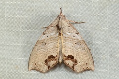 Hyperlopha cristifera