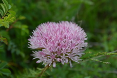 Pseudosedum longidentatum