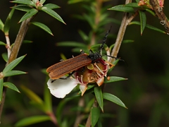 Pseudolycus haemorrhoidalis