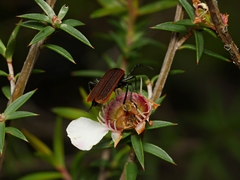 Pseudolycus haemorrhoidalis