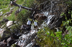 Codonopsis clematidea