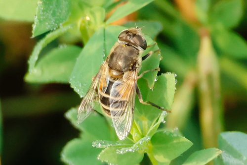 Unknown species found near Saanich, BC, CA