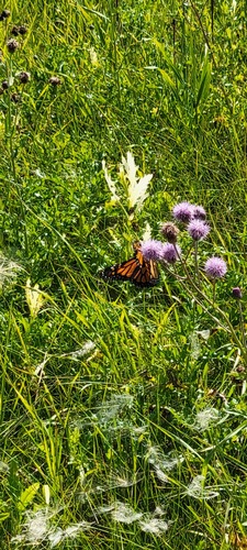 Monarch