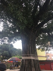 Ficus religiosa