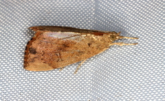 Crocidolomia suffusalis