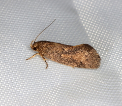 Syncometes vilis