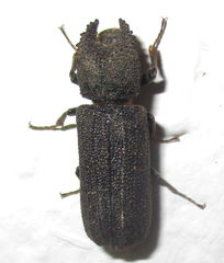Bostrychoplites cornutus