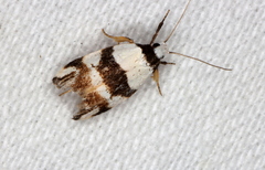 Zonopetala decisana