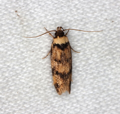 Sphyrelata nefanda