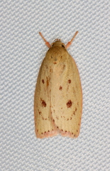 Prionocris protoxantha