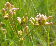 Lomatium bradshawii