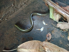 Afrotyphlops mucruso