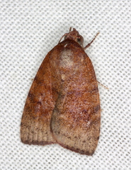 Austrocarea iocephala