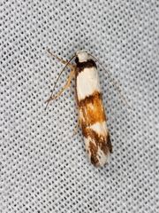 Zaphanaula hemileuca