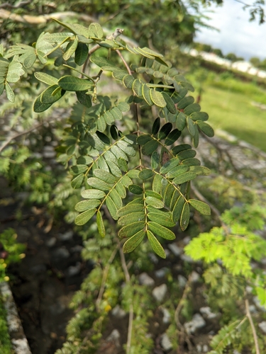 Libidibia ferrea