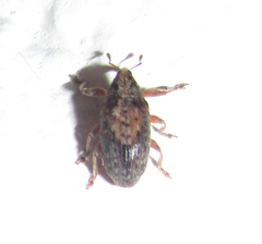 Amphibolocorynus varius