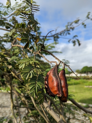 Libidibia ferrea