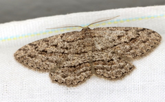 Zermizinga sinuata