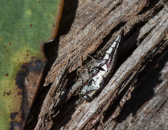 Agrilus hypoleucus