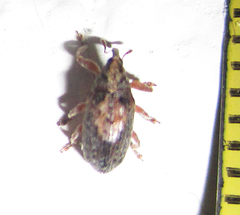 Amphibolocorynus varius