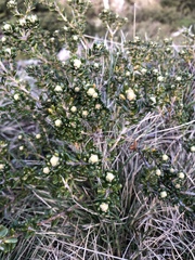 Asterolasia trymalioides