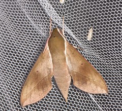 Theretra indistincta