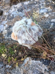 Eriophyton wallichii