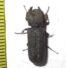 Bostrychoplites cornutus
