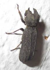 Bostrychoplites cornutus