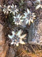Leontopodium jacotianum