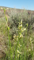Astragalus leibergii