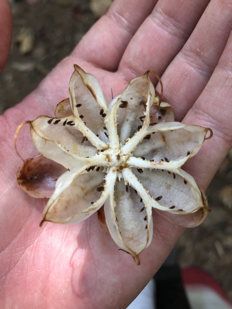 Dillenia beccariana