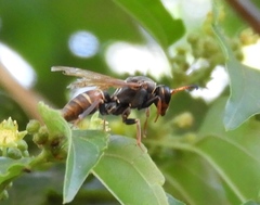 Polistes pacificus