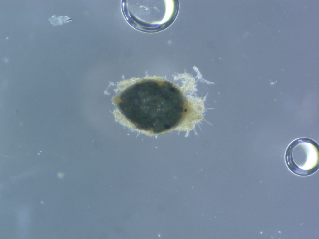 Rhombognathides