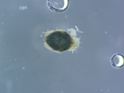 Rhombognathides