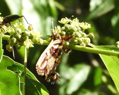 Anteros carausius carausius