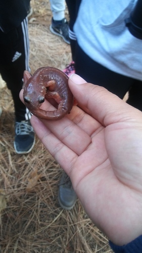 iNaturalist observation photo of Ensatina