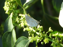 Tmolus echion echiolus