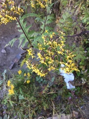 Jacobaea graciliflora