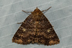 Hypersypnoides submarginata