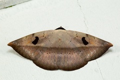 Hypopyra ossigeroides