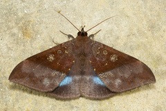 Ischyja marapok