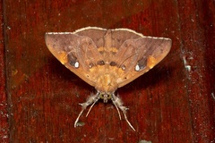 Rectipalpula billeti