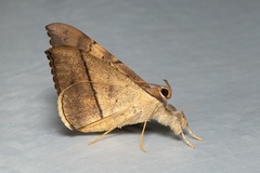 Oxyodes scrobiculata