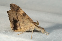 Oxyodes scrobiculata