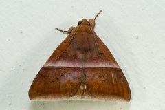 Parallelia calefaciens