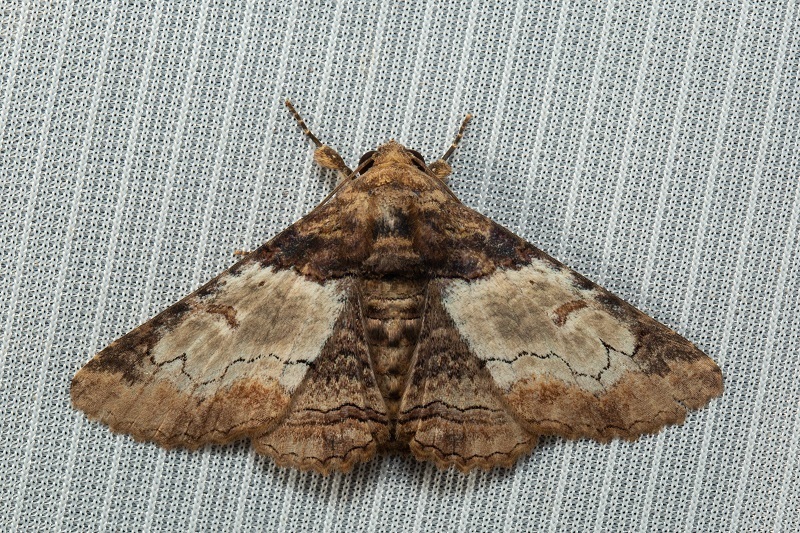 poinciana looper