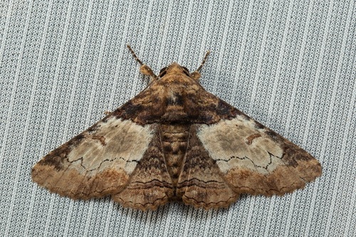 poinciana looper