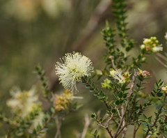 Melaleuca squarrosa