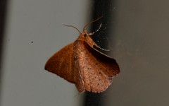 Aglaopus ferruginea